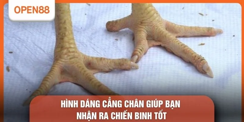 Hình dáng cẳng chân giúp bạn nhận ra chiến binh tốt
