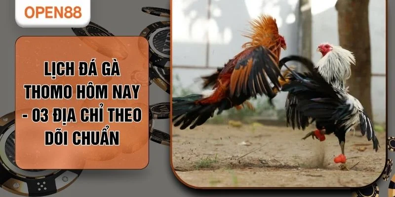 Lịch Đá Gà Thomo Hôm Nay - 03 Địa Chỉ Theo Dõi Chuẩn