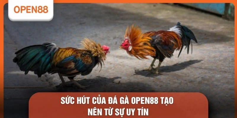 Sức hút của Đá gà OPEN88 tạo nên từ sự uy tín