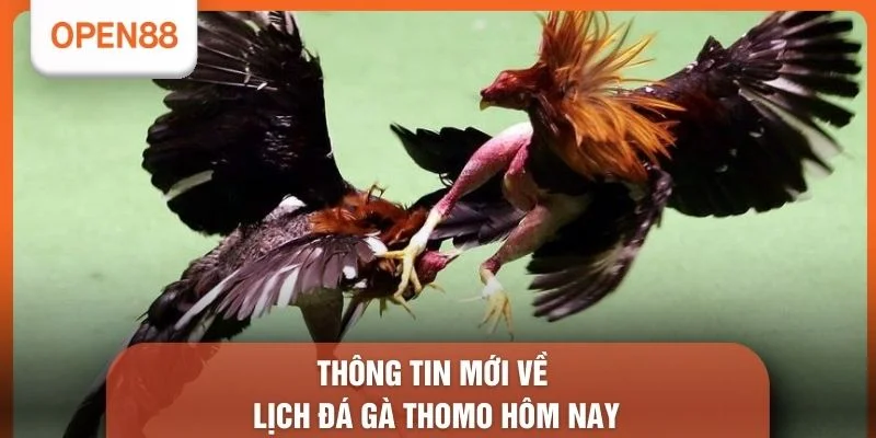 Thông tin mới về Lịch đá gà Thomo hôm nay